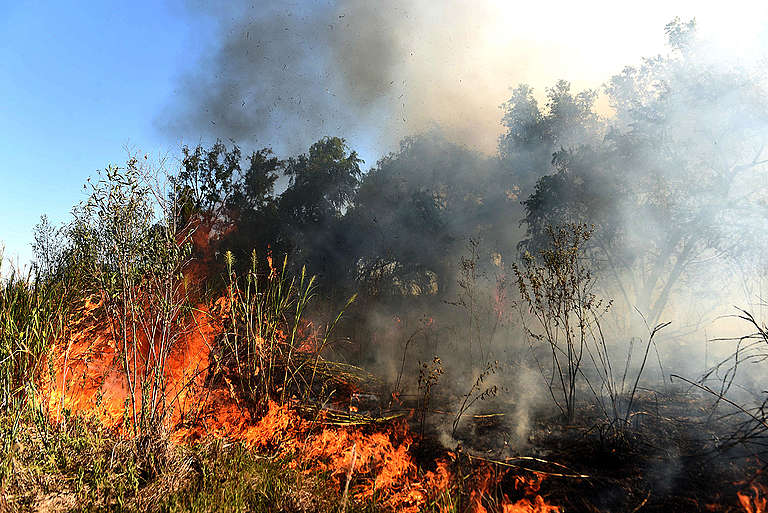 Požáry se rozhořely i v deltě řeky Paraná v Argentině. © Sebastian Suarez Meccia / Greenpeace
 