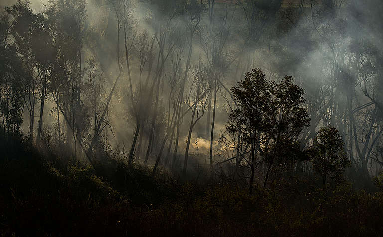 Požáry se rozhořely i v deltě řeky Paraná v Argentině. © Sebastian Suarez Meccia / Greenpeace