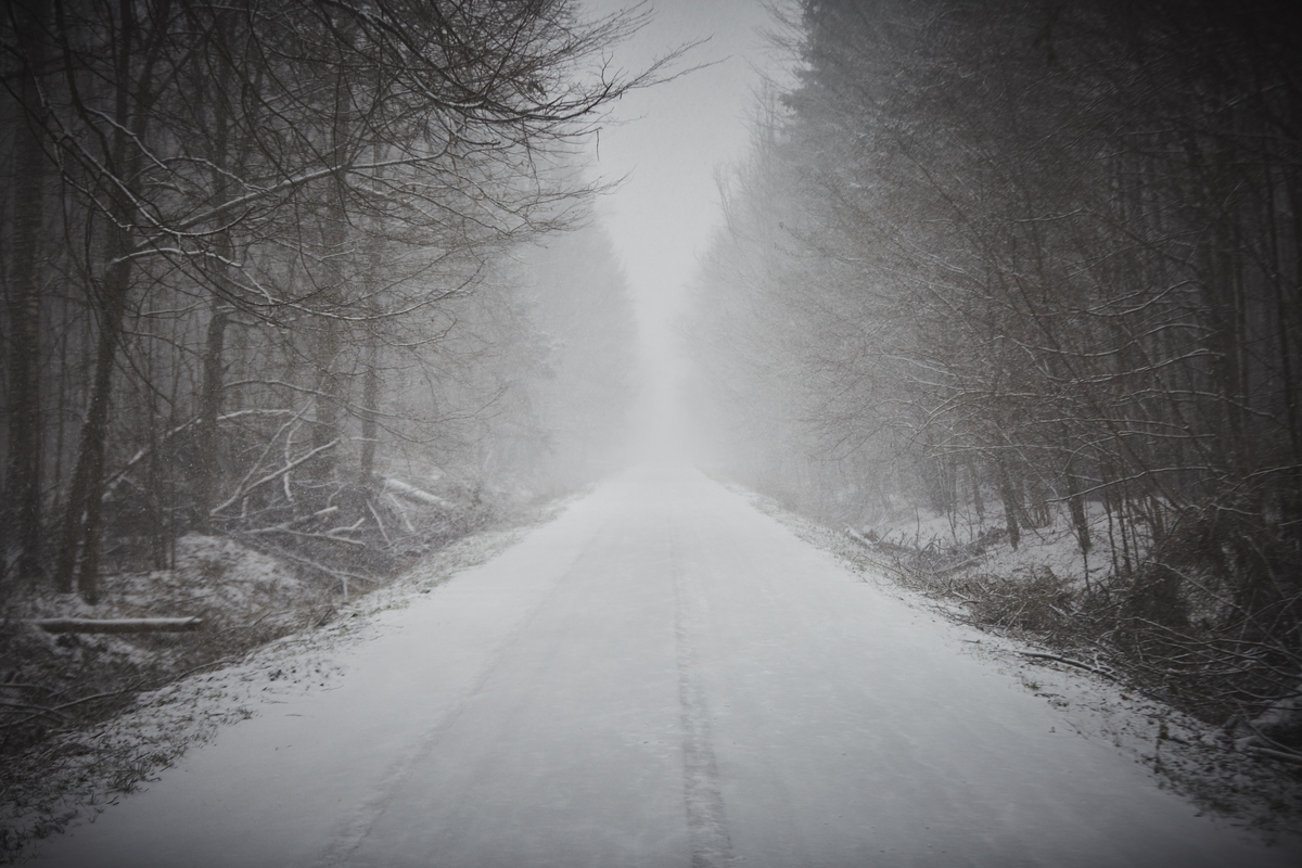 Bialowieza Forest in Winter. © Greenpeace