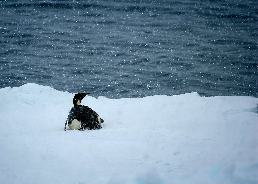 Emperor Penguin in the Southern Ocean. © Greenpeace / Jiri Rezac Emperor Penguin in the Southern Ocean. © Greenpeace / Jiri Rezac