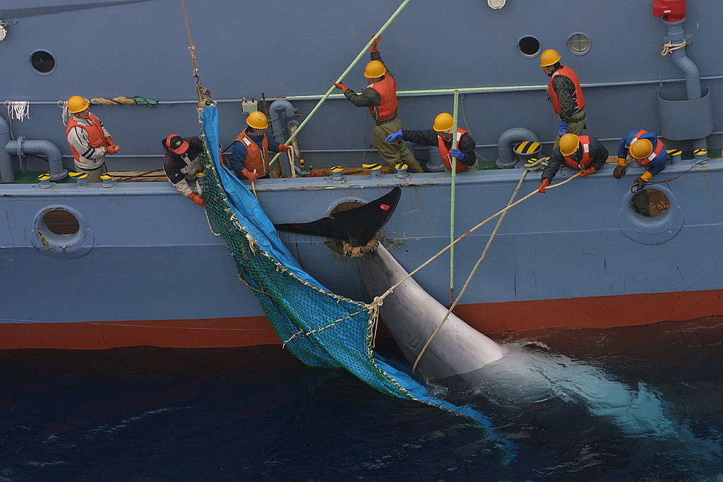 Japanese Catcher Ship Yushin Maru Recovering a Minke Whale. © Greenpeace / Jeremy Sutton-Hibbert Japanese Catcher Ship Yushin Maru Recovering a Minke Whale. © Greenpeace / Jeremy Sutton-Hibbert