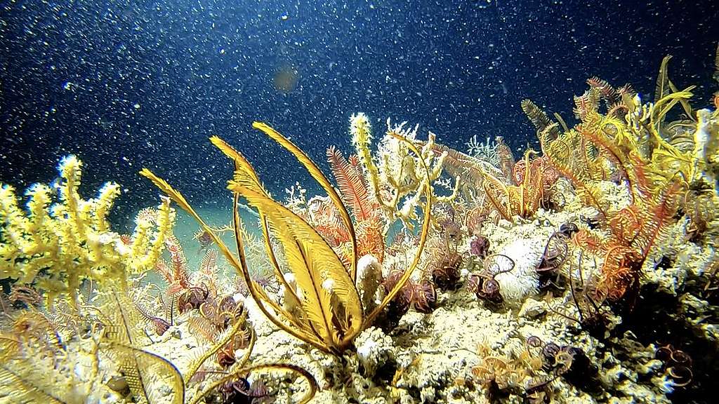 Deep Dive in the Amazon Reef. © Alexis Rosenfeld / Olivier Bianchimani / Greenpeace