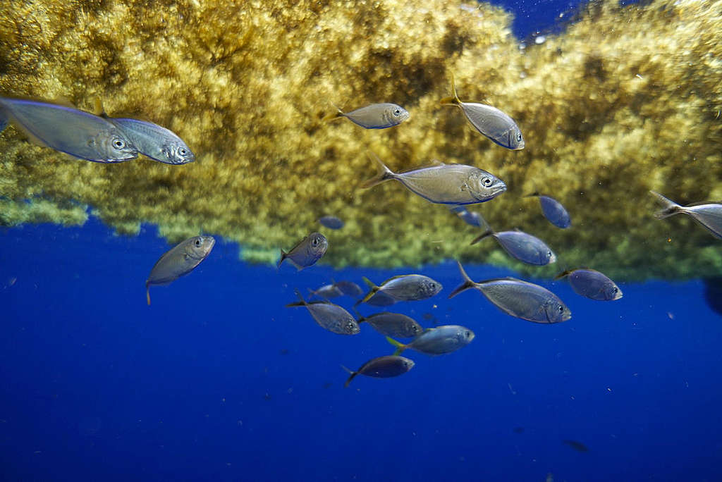 Sargassum off the Coast of Florida. © Peter Cross / Greenpeace