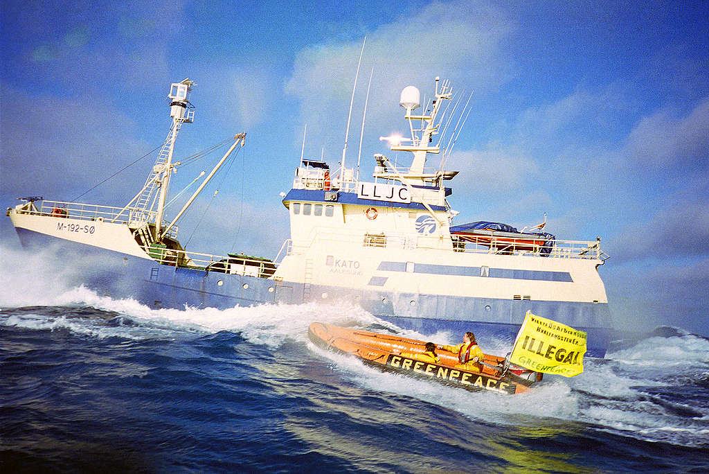 Norwegian Action against Whaling in the North Sea. © Greenpeace / John Cunningham