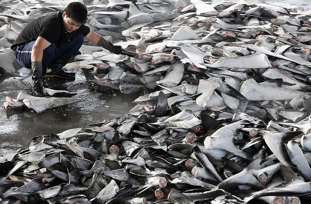 Shark Fins at Fish Market in Taiwan. © Alex Hofford / Greenpeace Shark Fins at Fish Market in Taiwan. © Alex Hofford / Greenpeace
