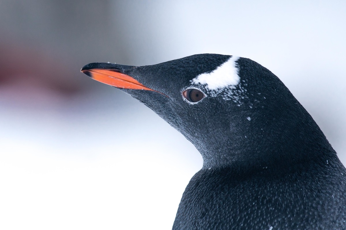 Gentoo Penguin in the Antarctic. © Pete Speller / Greenpeace