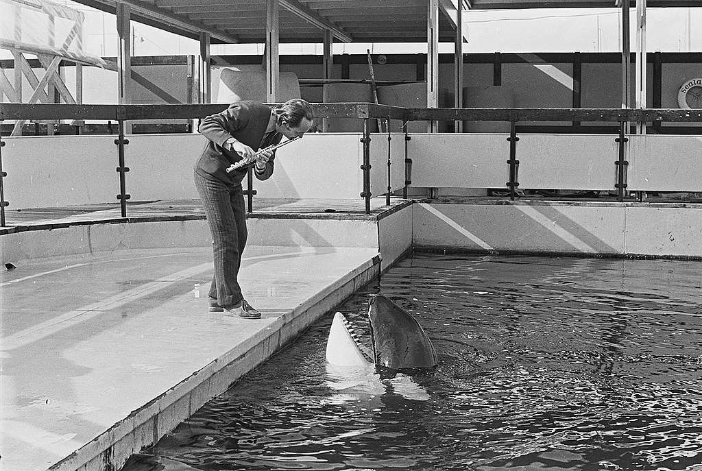 Orcinus Orca Whale at Vancouver Aquarium. © Greenpeace / Rex Weyler