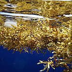 Sargassum muticum is a large brown seaweed of the class Phaeophyceae.  Some sargassum is visible off the Florida coast.  Large, pelagic mats of Sargassum in the Sargasso Sea act as one of the only habitats available for ecosystem development; this is because the Sargasso Sea lacks any land boundaries. The Sargassum patches act as a refuge for many species in different parts of their development, but also as a permanent residence for endemic species that can only be found living on and within the Sargassum.