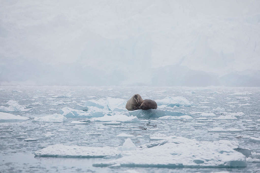 Walruses on Ice in the Arctic. © Denis Sinyakov / Greenpeace Walruses on Ice in the Arctic. © Denis Sinyakov / Greenpeace