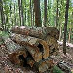 Prodávají Lesy ČR dřevo vytěžené nezákonně v Krušných horách? Greenpeace vyzvalo Ústecký kraj, aby obchodování s ním zamezil