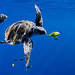 An Olive Ridley turtle (Lepidochelys olivacea) swims in the open blue ocean of the Pacific. Greenpeace is touring the Pacific, promoting marine reserves and conservation measures to protect fish stocks and all marine life.