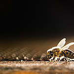 Bees in Decline in Slovakia.