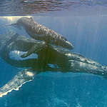 The Humpback whale is at sea, in its natural environment.