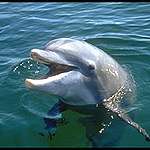 Bottlenose Dolphin head out of the water. The common Bottlenose dolphin is grey in color and may be between 2 and 4 m (6.6 and 13 ft) long, and weighs between 150 and 650 kg (330 and 1,430 lb).
