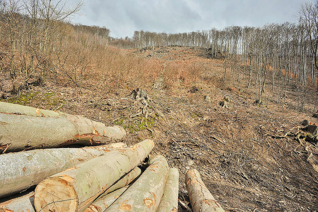 Kácení v Mariánském Údolí (c) Greenpeace - Ibra Ibrahimovič