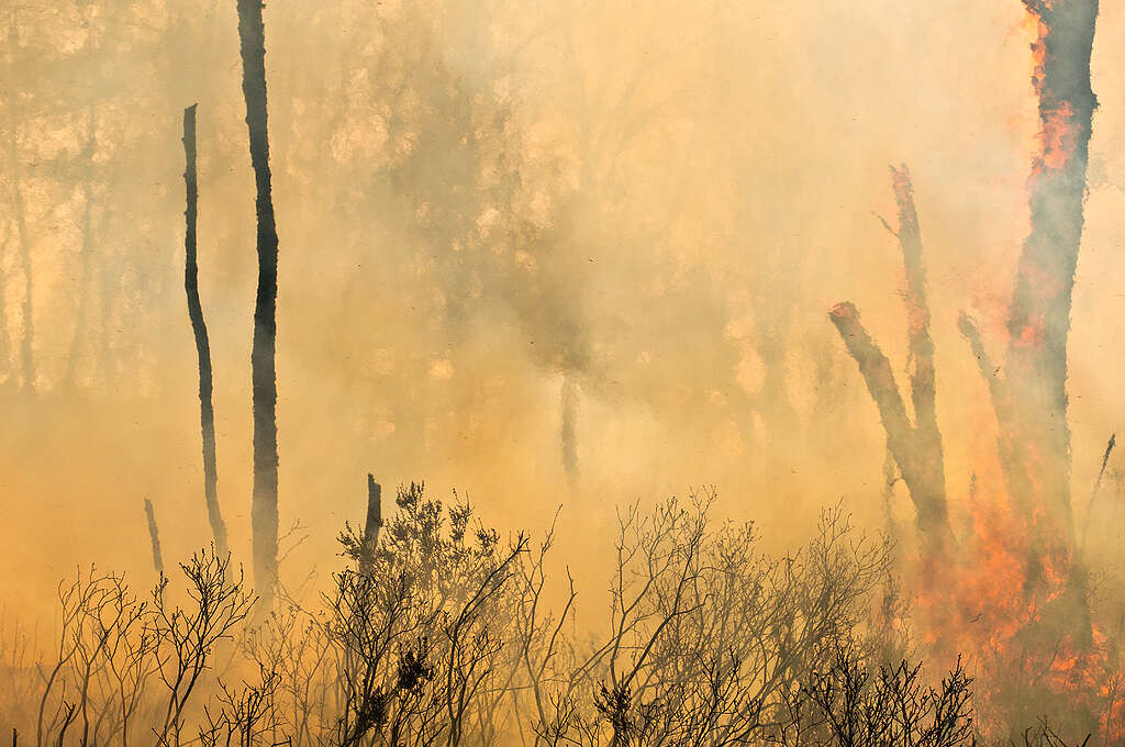 Smoke,And,Forest,Fire,,Gothenburg,,Sweden,,Europe