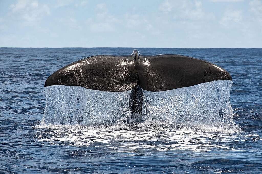 Sperm Whale Fluke in the Indian Ocean. © Tommy Trenchard / Greenpeace