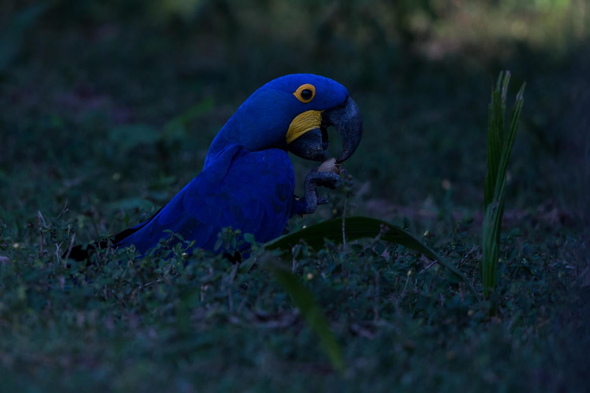 Blue Macaw in Brazil. © Victor Moriyama