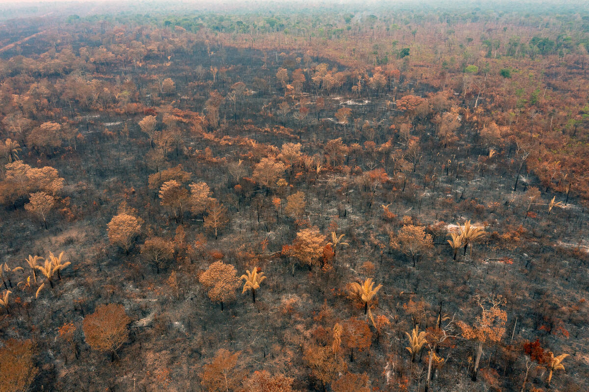Scorched Earth in the Capoto-Jarina Indigenous Territory  in the Amazon. © Marizilda Cruppe / Greenpeace
