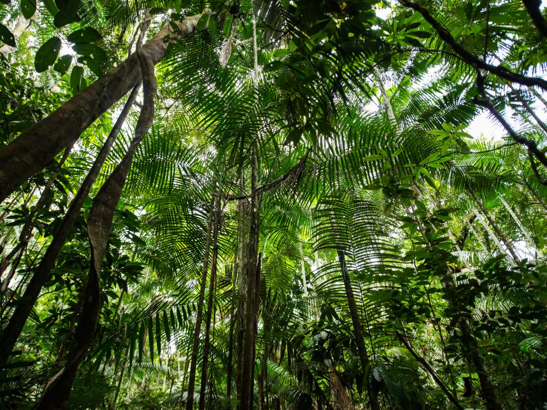 Amazonie přichází o část ochrany. Je čas prosadit novou.