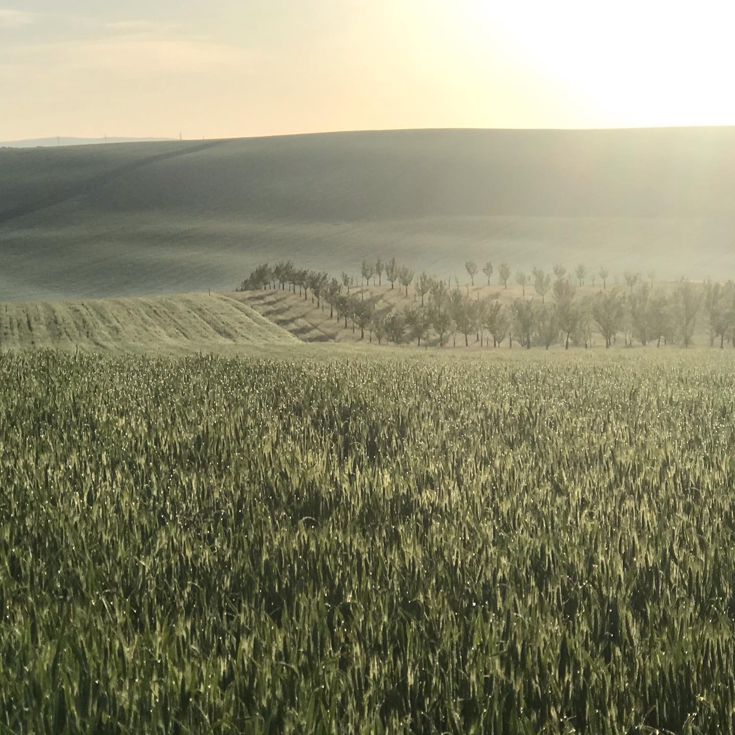 Bohatí vlastníci půdy inkasují většinu zemědělských dotací EU
