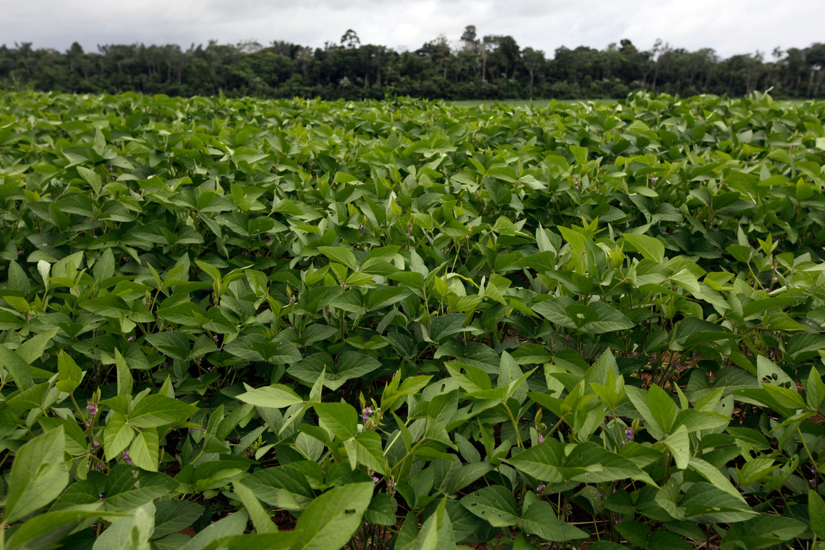 Soy Field in the Amazon. © Karla  Gachet / Panos / Greenpeace