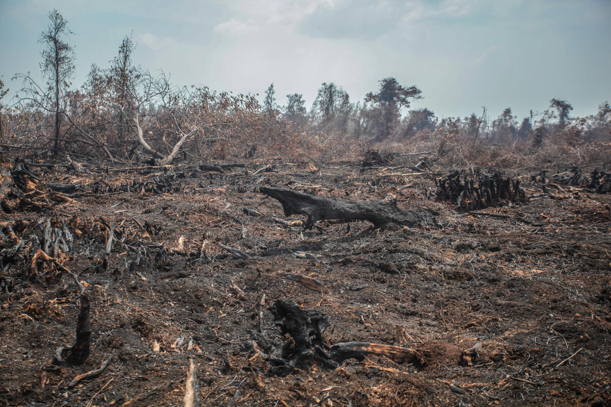 Forest and Peatland Fires in South Sumatra. © Abriansyah Liberto / Greenpeace
