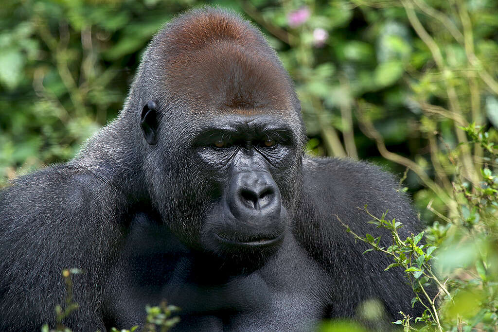 Gorilla at Mefou Primate Sanctuary in Cameroon. © Greenpeace / John Novis