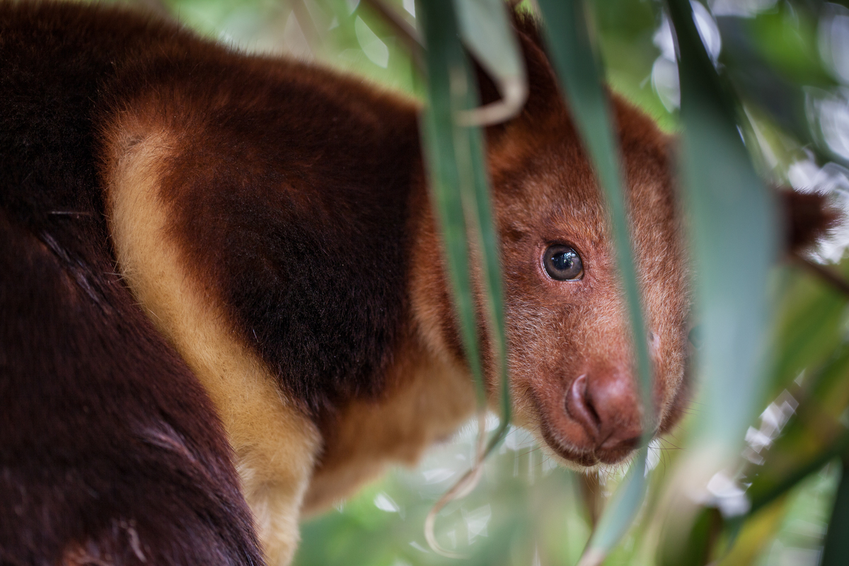 Tree Kangaroo at Melbourne Zoo. © Greenpeace / Tom  Jefferson
