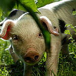 Bentheimer swine piglet in animal park Arche Warder e.V.