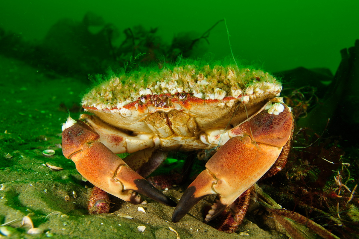 Crab in Kattegat. © Carlos Minguell