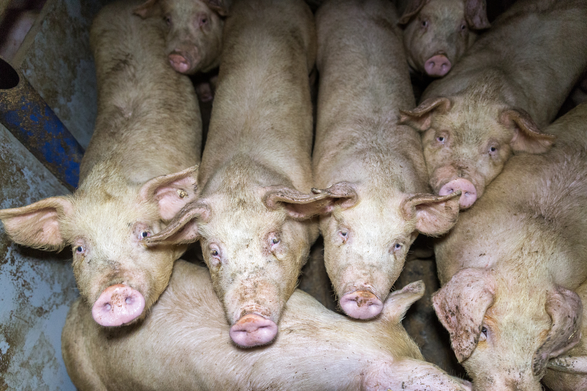 Pig Stall in Germany. © Anonymous