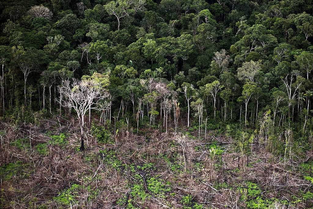 Forest Conservation Units in the Brazilian Amazon. © Daniel Beltrá
