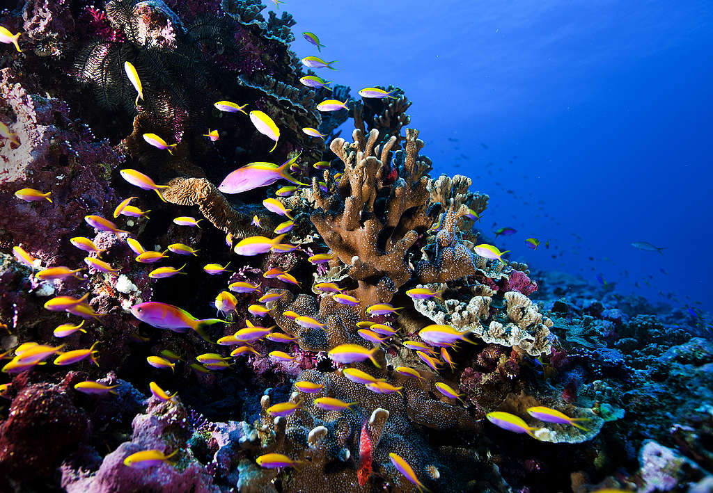 Farverigt og tropisk koralrev med mange forskellige fisk