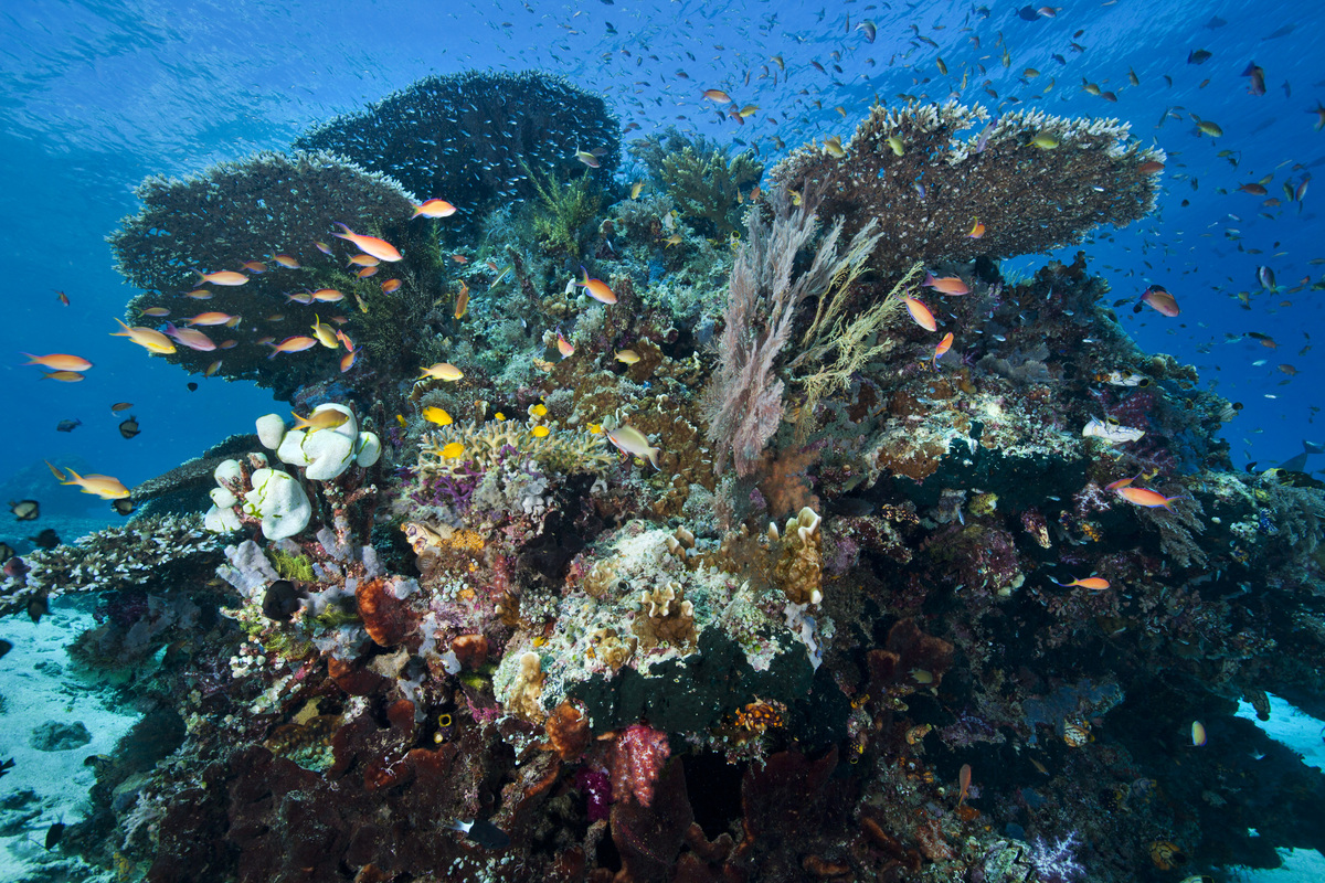 Coral Reef in Papua. © Paul Hilton / Greenpeace © Paul Hilton / Greenpeace
