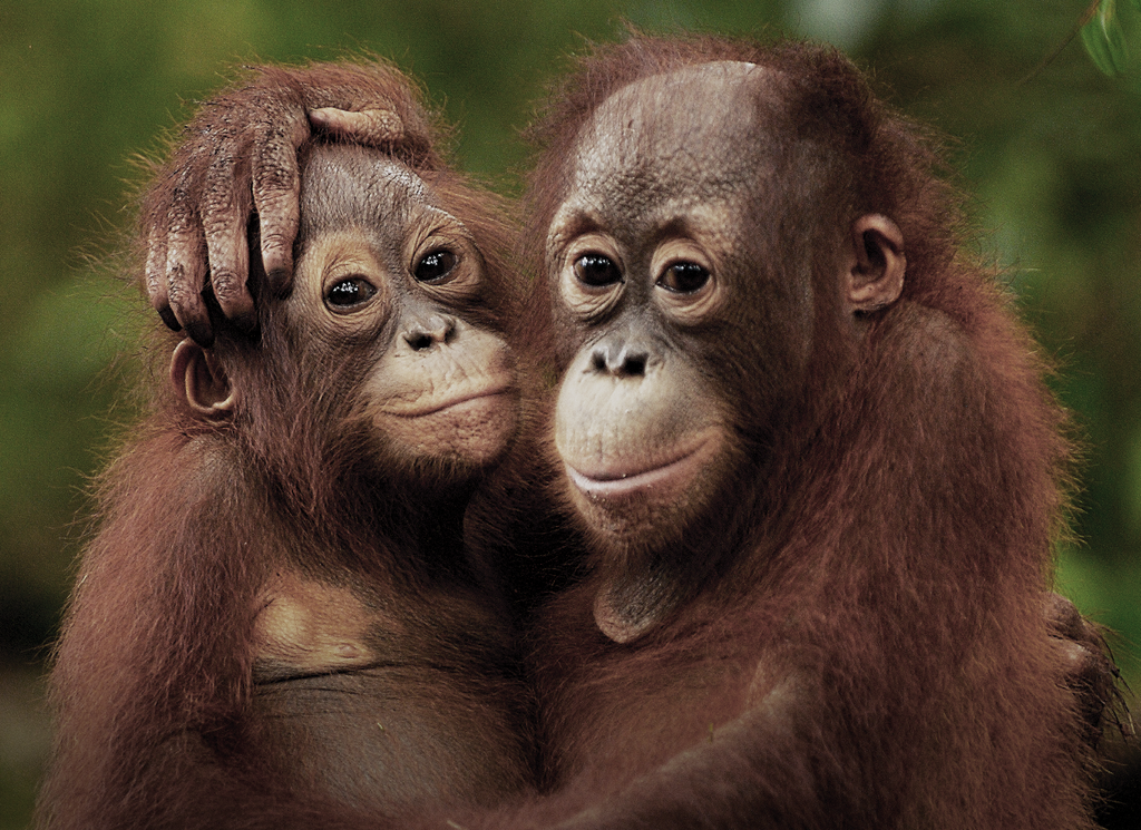 Orangutang Vi mennesker lægger et enormt pres på biodiversiteten og bl.a. orangutangen er truet og i fare for at uddø.