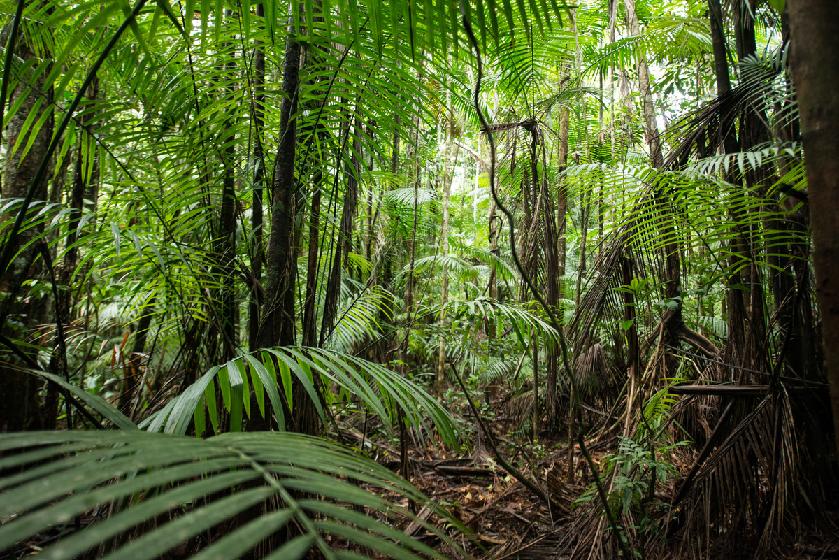 Forest near Tapajós River in the Amazon Rainforest. © Valdemir Cunha / Greenpeace