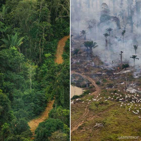 Beskyt Amazonas nu