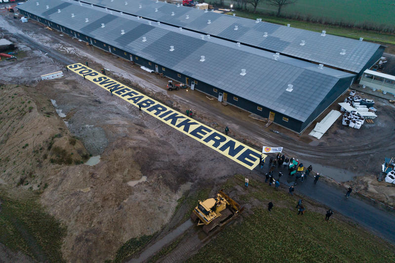 Stor svinefabrik under opførelse, men der protesteres ved siden af byggerriet. Langs stalden er der udlagt et langt gult banner, hvor der står "stop svinefabrikkerne"