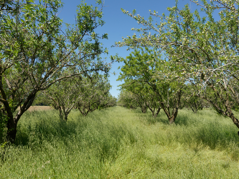 levende dansk natur.