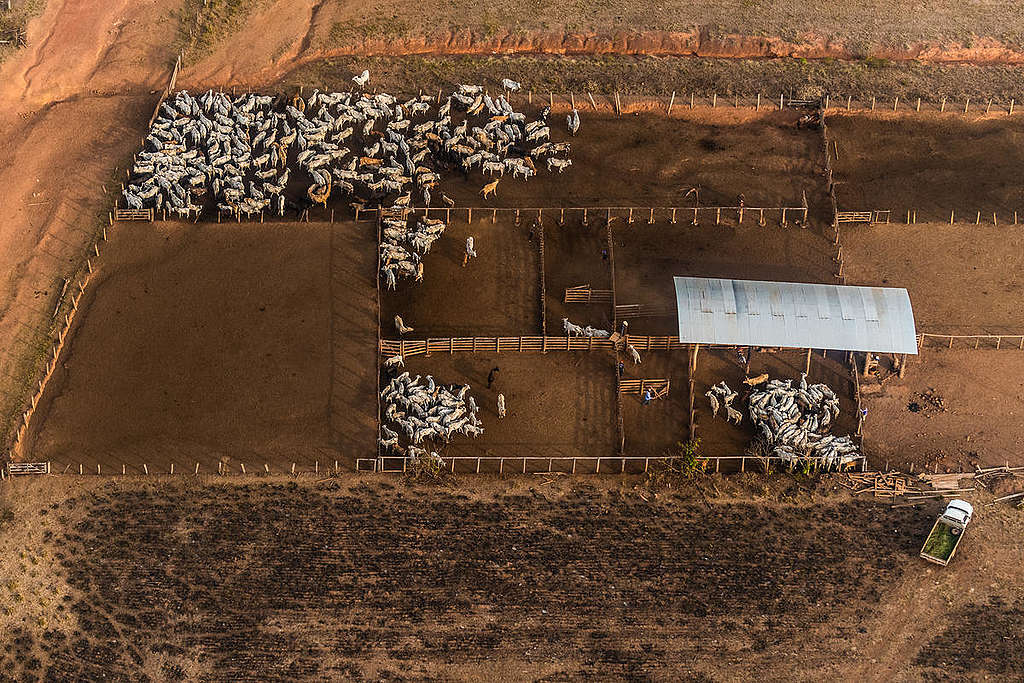 São Felix do Xingu - Flight over Amazonia 2019 in the State of Pará. © Fábio Nascimento / Greenpeace