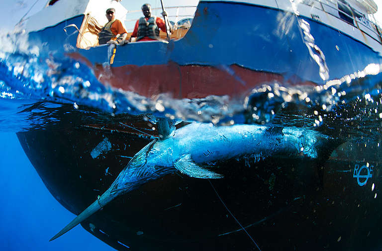Swordfish Caught by Spanish Longliner in Indian Ocean Greenpeace Danmark