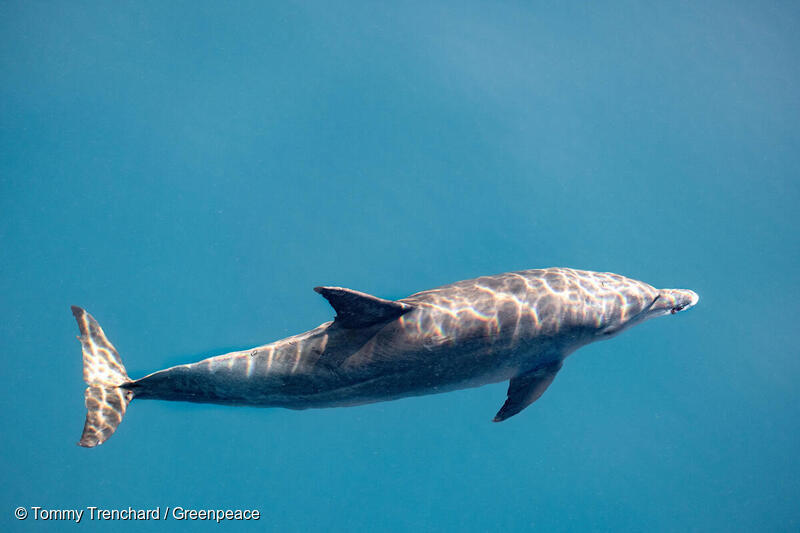 Delfin i Seychellerne.