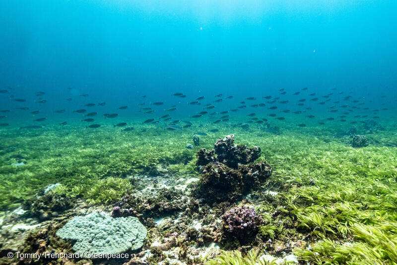 Søgræs på Saya De Malha banke i Det Indiske Ocean. 