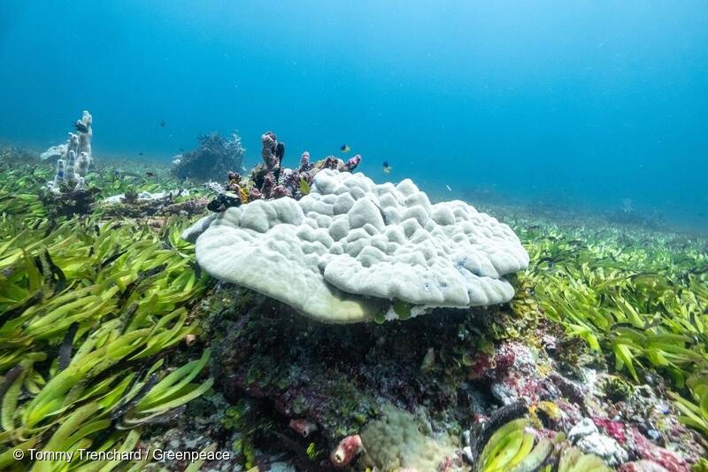 Søgræs på Saya de Malha banke i Det Indiske Ocean. 