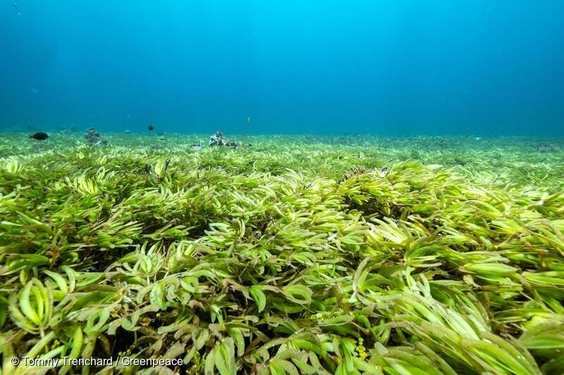 Søgræs på Saya De Malha banke i Det Indiske Ocean. 