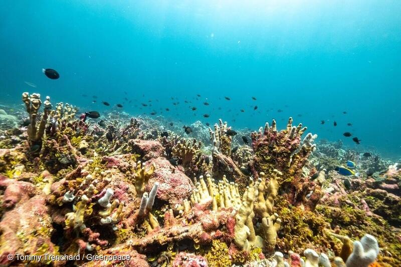 Koraller på Saya De Malha banke i Det Indiske Ocean. 