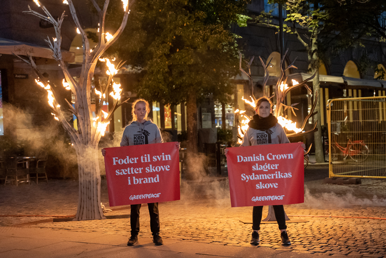 Greenpeace demonstrerer ved indgangen til Axelborg, hovedkvarter for Landbrug & Fødevarer, mod Danish Crowns sojaimport, der fører til skovrydning i Sydamerika. (Foto: Jonas Ahm)