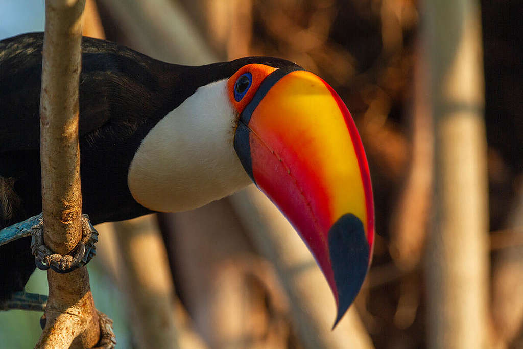 Toucan - Toco (Ramphastos toco) in Pantanal, Brazil. © Leandro Cagiano / Greenpeace