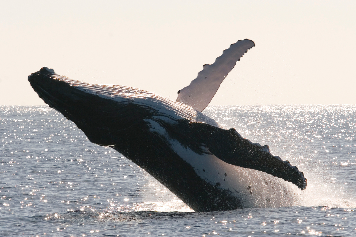 Humpback Whale Documentation (Kingdom of Tonga: 2003-2006). © Scott Portelli / Greenpeace